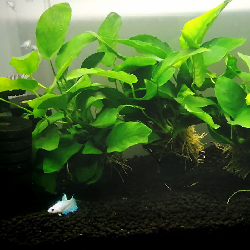 水族小天地 小榕 陰性水草 經典 蝦皮購物
