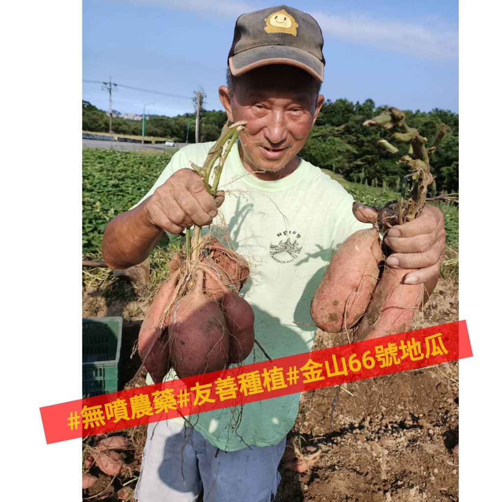 本季已結束阿祿伯地瓜園新鮮金山地瓜採收中地瓜金山地瓜甘藷小農自產自銷每年一季友善栽培 蝦皮購物