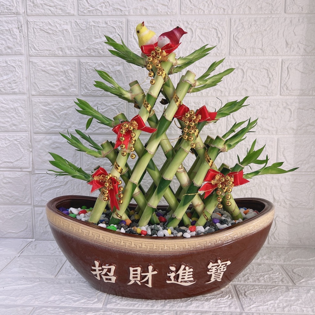 芳群鮮花店 招財進寶開運竹盆栽 全省配送 開幕 新居落成 公司喬遷 展覽致賀花禮 B45 蝦皮購物