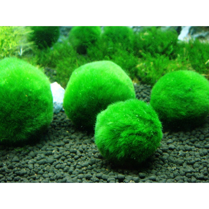 日本北海道  ( 直徑2公分)幸福 Marimo 綠球藻 綠藻球