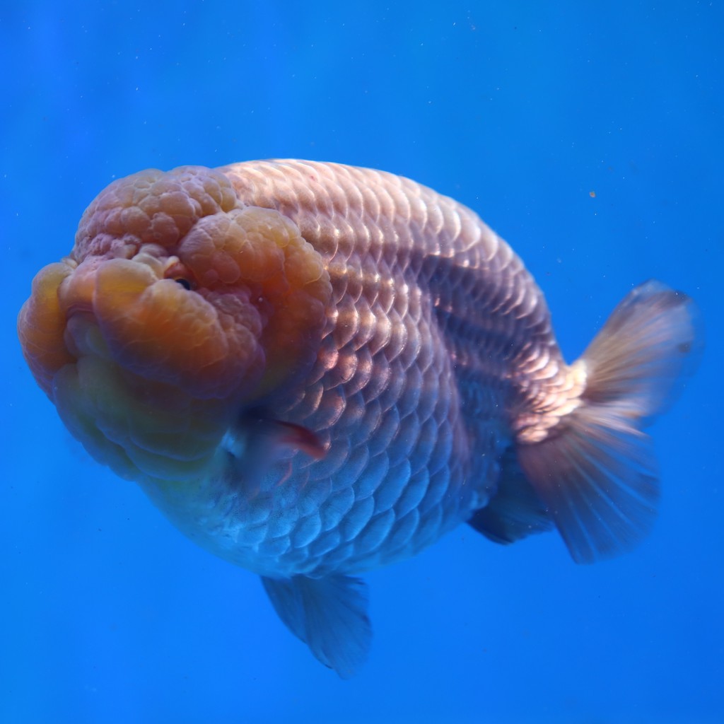 中國風金魚 高蛋白爆頭金魚專用飼料 沉料 蝦皮購物