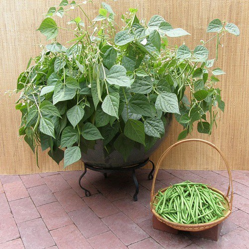 矮種四季豆種子~株高50cm，無須支架，盆缽種植最佳選擇