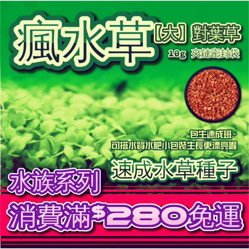 瘋水草 大對葉10g 包 速成班100 完整教學 大小牛毛 迷你大小對葉 牛毛 幸運草 愛情草 工廠直送 價格最低 蝦皮購物