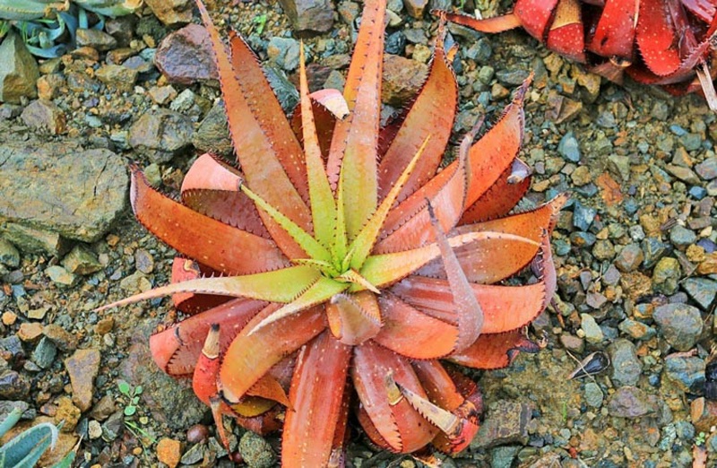 Aloe Microstigma 暗血帝王蘆薈一次買兩隻以上有優惠 蝦皮購物