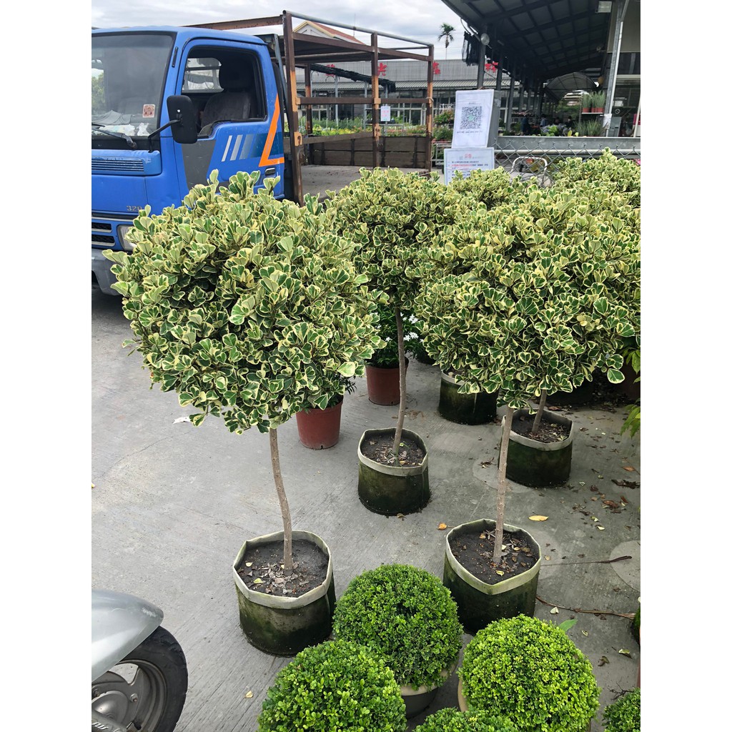花花世界 常綠喬木 斑葉三角榕 棒棒糖造型 常綠喬木葉型特殊 Ma 無法超取 蝦皮購物
