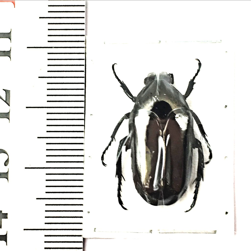 免運下殺昆蟲標本蝴蝶標本植物標本科教花金龜標本thaumastopeus Miksici金龜子生物昆蟲 蝦皮購物