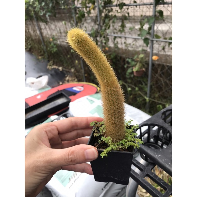 Jay 多肉植物仙人掌貓尾 金鈕 蝦皮購物