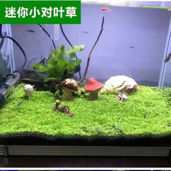 水草種子植物魚缸水槽種籽速成水草種子造景水草種子爬地矮大對葉小對葉碗蓮牛毛草迷你矮水草種子 蝦皮購物
