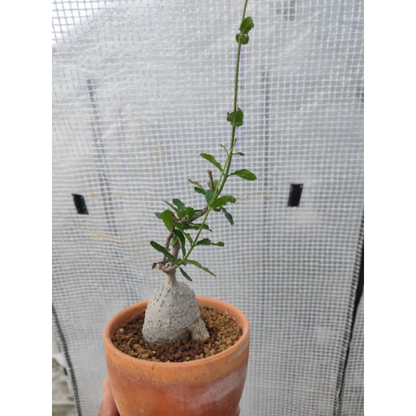 火星人蘿藦科塊根植物 蝦皮購物