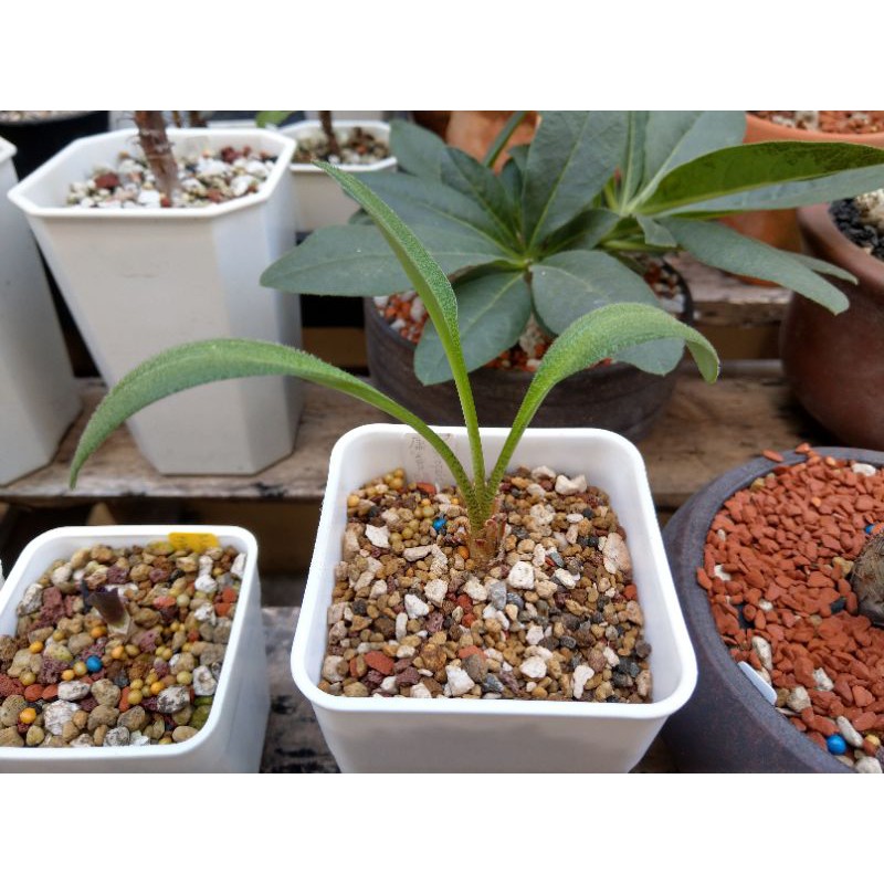 TÌNH YÊU CÂY CỎ ĐV 5 - Page 63 6bce611cd56602d8d7305753731f1ca4