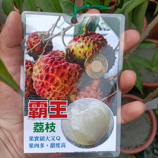 霸王荔枝盆栽【超級巨無霸品種+結過果+高壓苗】無核荔枝 大丁香 鵝蛋荔枝 玉荷包 黑葉荔枝 桂味荔枝 玫瑰紅荔枝 水果苗