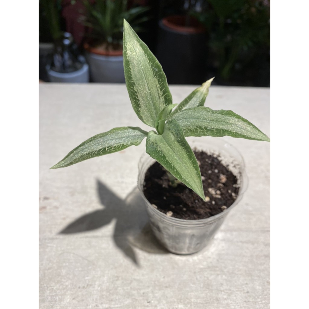 雙木林嚴選 觀賞葉植栽 銀色寶石蘭2 5寸盆 蝦皮購物