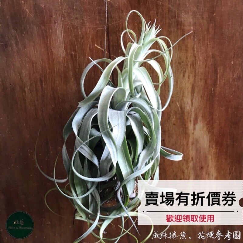 植藝-電捲燙X貝可利 ✧好養美型✧ streptophylla X brachycaulos 空氣鳳梨 空鳳 空氣草