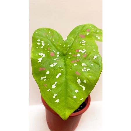 【GH • 綠藝亂流】漆斑彩葉芋（觀葉植物，3～6寸盆）
