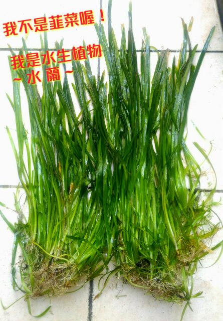 水蘭水中蘭花草水生植物魚缸水草 水之舞坊 蝦皮購物