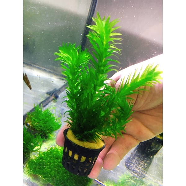 沅均水族 水蘊草水草 蝦皮購物