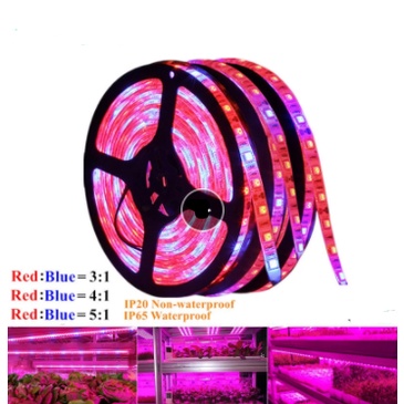 1卷5M SMD 5050防水LED燈條全光譜3紅1藍3:1 4:1 5:1紅藍LED花卉植物生長燈用於溫室水培植物生長