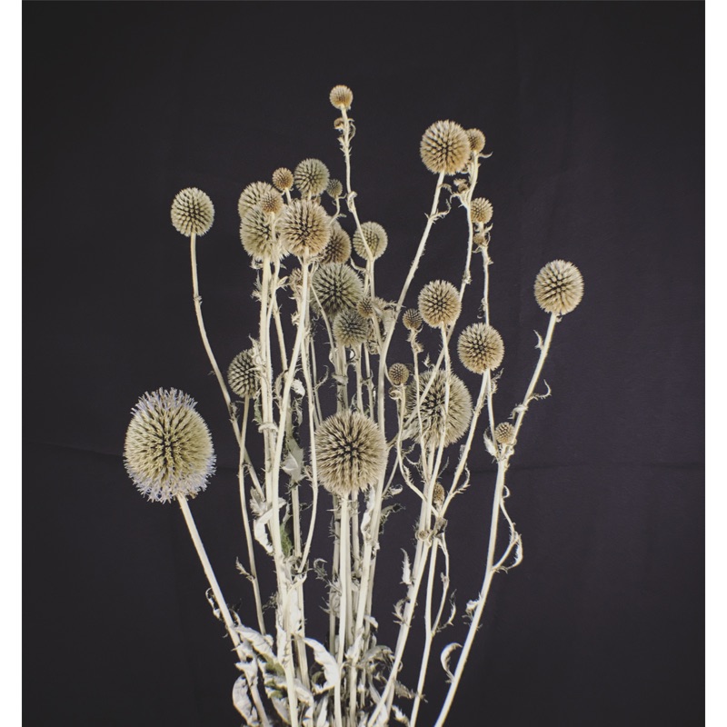 山防風乾燥花花材乾燥花花材圓形花材花藝設計乾燥花diy 網拍佈置居家裝飾金鱼草製花工作室 蝦皮購物