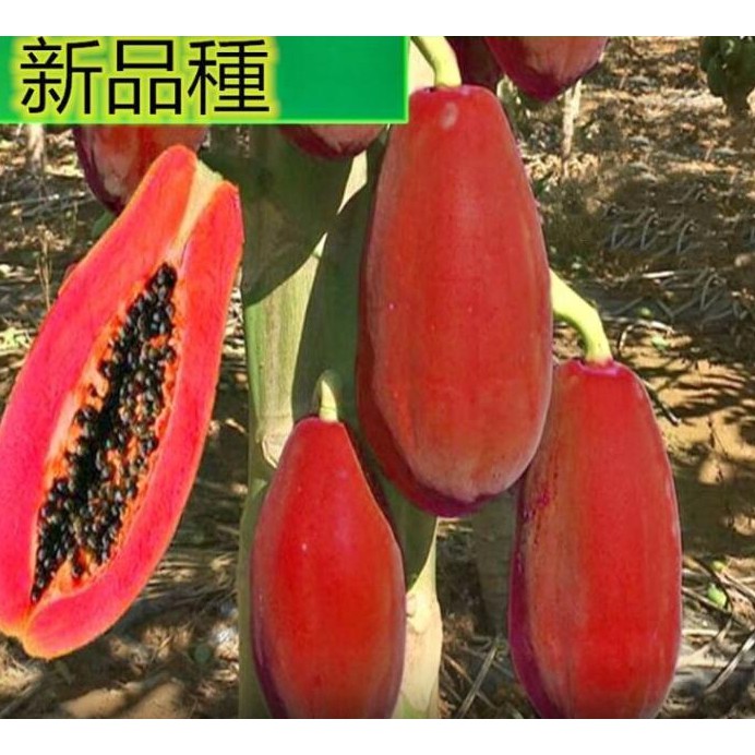 木瓜種子 Ptt Dcard討論與高評價網拍商品 21年10月 飛比價格