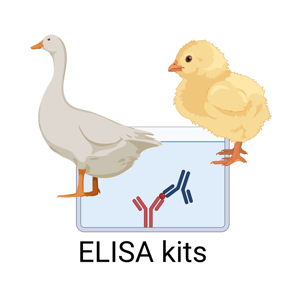 【科研白小兔】ELISA試劑盒 雞促黃體激素(LH)ELISA Kit 雞 鴨 ELISA 試劑盒 科研 實驗