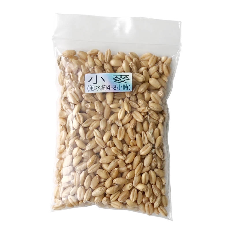 【20g】貓草小麥種子 澳洲製造 園藝小麥種子 貓草 貓草盆栽種子 貓草種子 小麥種子