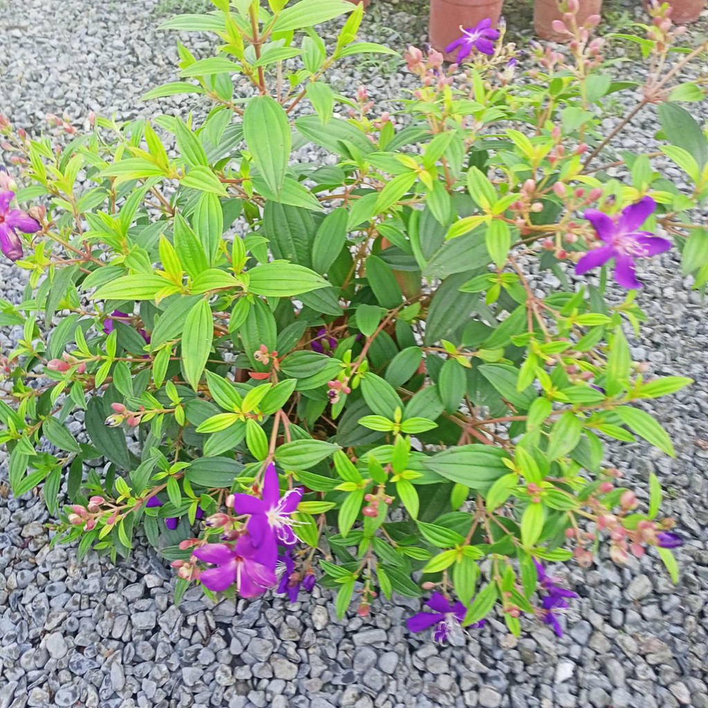 紫牡丹6吋盆 巴西野牡丹 蝦皮購物