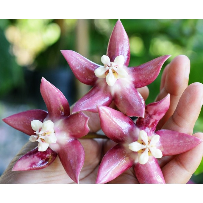一物一拍 hoya imperialis pink 粉色帝王 粉帝王 帝王 毬蘭 植物 水苔