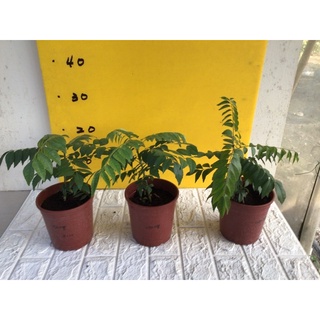 卉迎園藝 咖哩樹苗5寸盆/水果樹苗/新興果樹