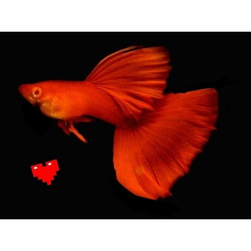 特a級全紅紅眼白子 對魚 將於6 15停止販售 蝦皮購物