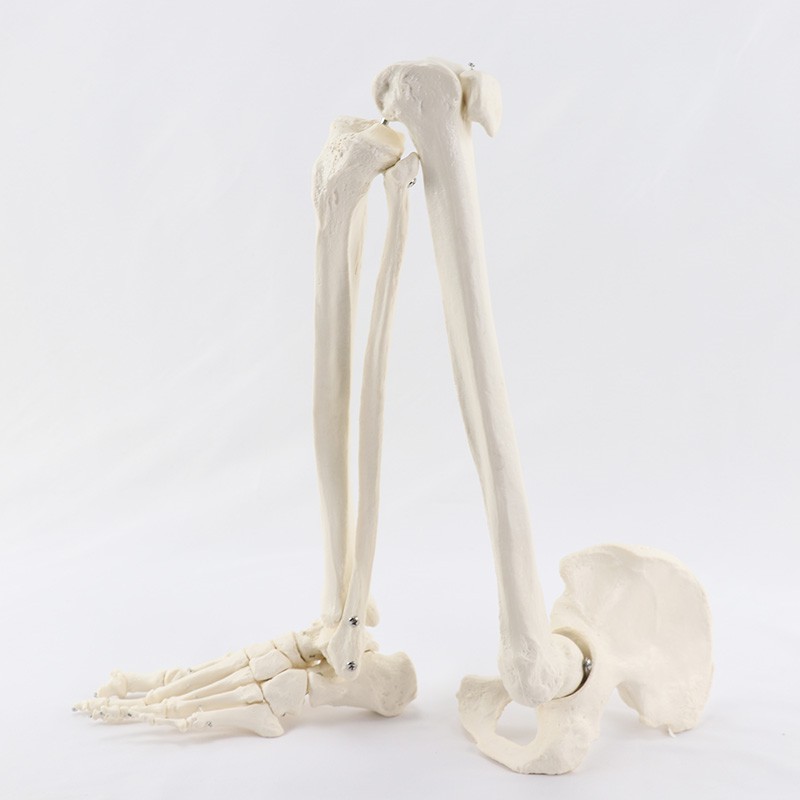 脚掌脚骨關節模型帶脛腓骨和股骨骨盆人體骨骼模型醫學教學MJG006