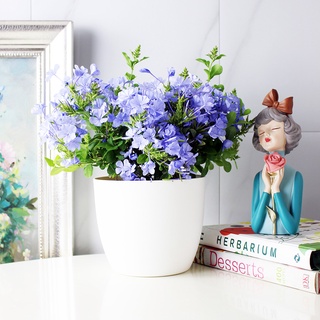 森林有塊田 藍雪花 藍花丹 陽光植物 現在未開花或有少量花朵 附肥料 花卉盆栽 花植物 蝦皮購物