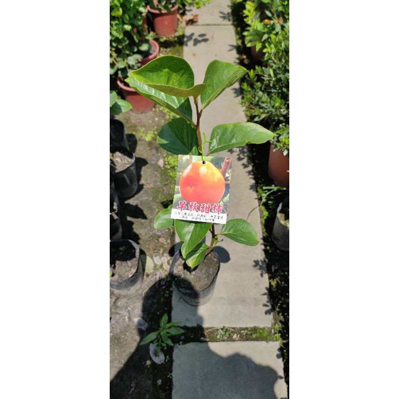 早秋甜柿苗柿子苗水果苗8月上旬成熟大產量多 蝦皮購物
