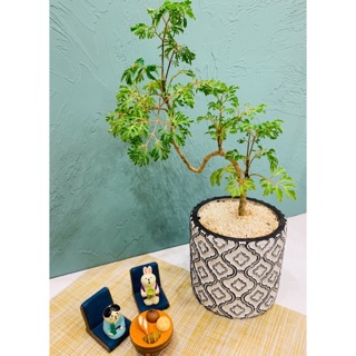 卡朵傢飾～歐式 北歐 設計感 復古 輕奢華 造型 手工花紋 居家 玄關 佈置 擺設 植栽 綠色植物 花盆 多肉盆栽 軟體