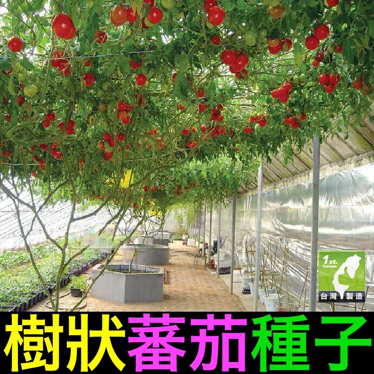 🍅㊣【我會發芽】番茄樹種子 樹狀蕃茄 紅色櫻桃番茄樹 多年生 無限生長 產量高 易栽好活 陽台盆栽 (約6粒/包)100