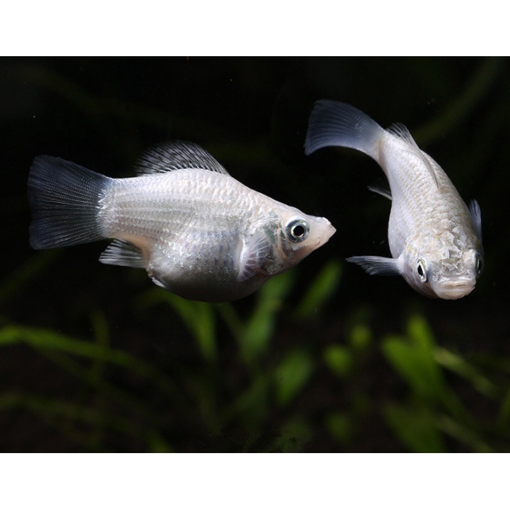 上層魚飼料的價格推薦 22年12月 比價比個夠biggo