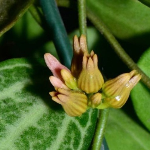 風不動屬 Dischidia ovata（西瓜藤/小西瓜皮）