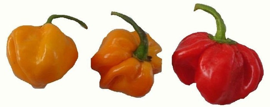 四季園 魔鬼椒-黃果 【特殊辣椒】毒蠍椒 辣椒 分包裝蔬果種子 10粒/包