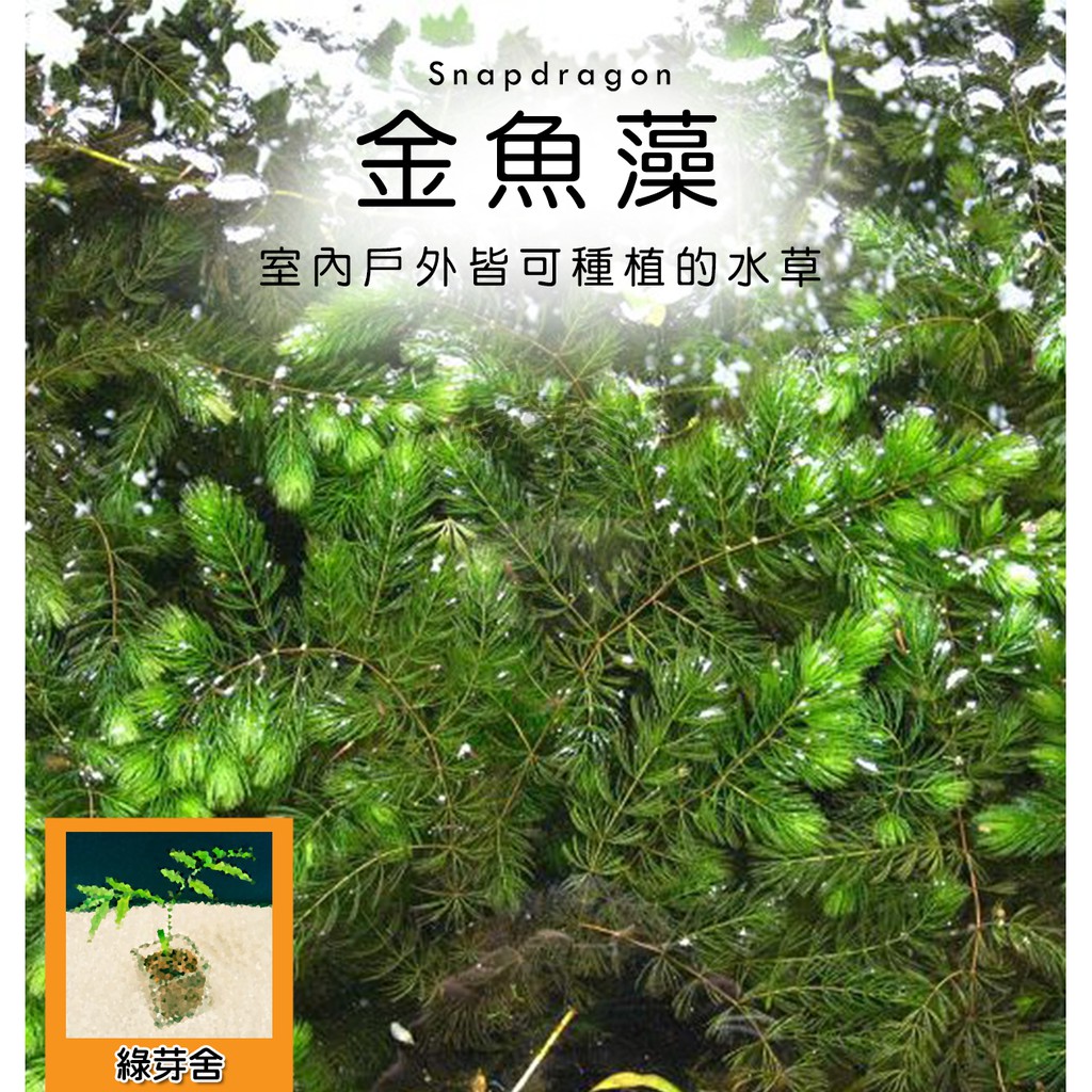 金魚藻的價格推薦第3 頁 21年6月 比價比個夠biggo