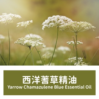 【馥靖精油】西洋蓍草精油 Yarrow Chamazulene Blue Essential Oil
