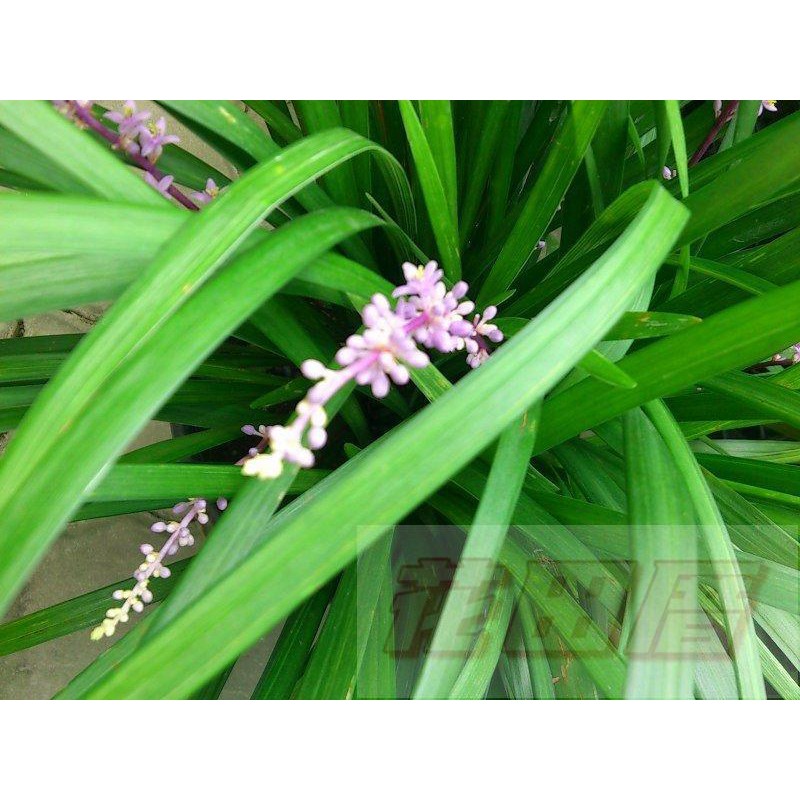 麥門冬植物的價格推薦 21年9月 比價比個夠biggo