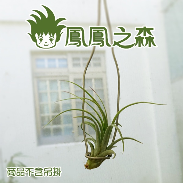 《鳳鳳之森》空可樂X電捲燙◆T.concolor X streptophylla◆空氣鳳梨◆空鳳◆植株