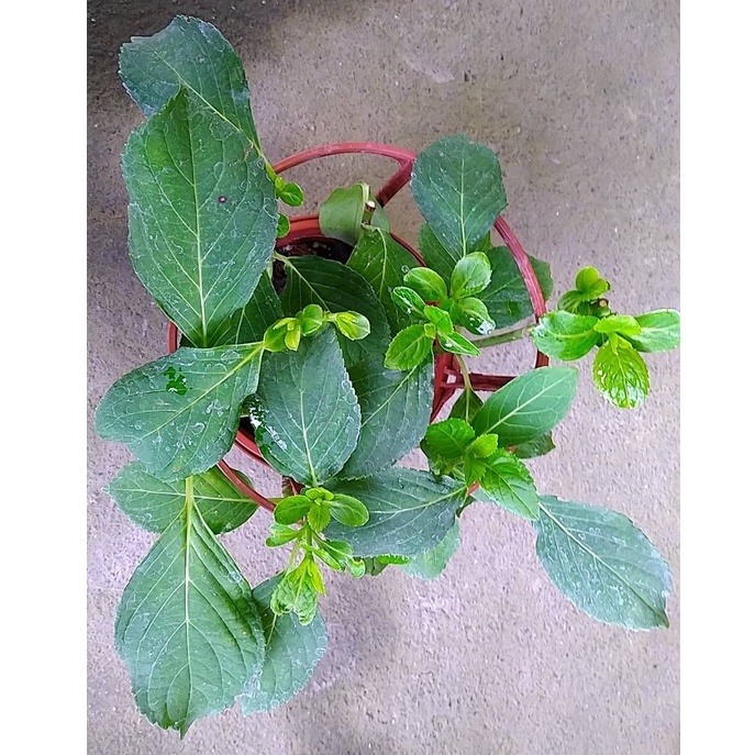 植株無花 星花火繡球花 6吋盆 季節限定盆栽 植株修剪過了 蝦皮購物