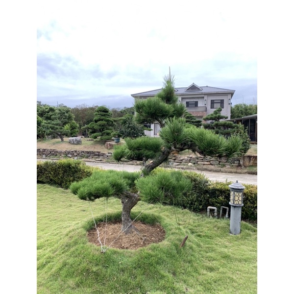 多棵造型黑松 庭園造景 用心栽種 歡迎洽詢