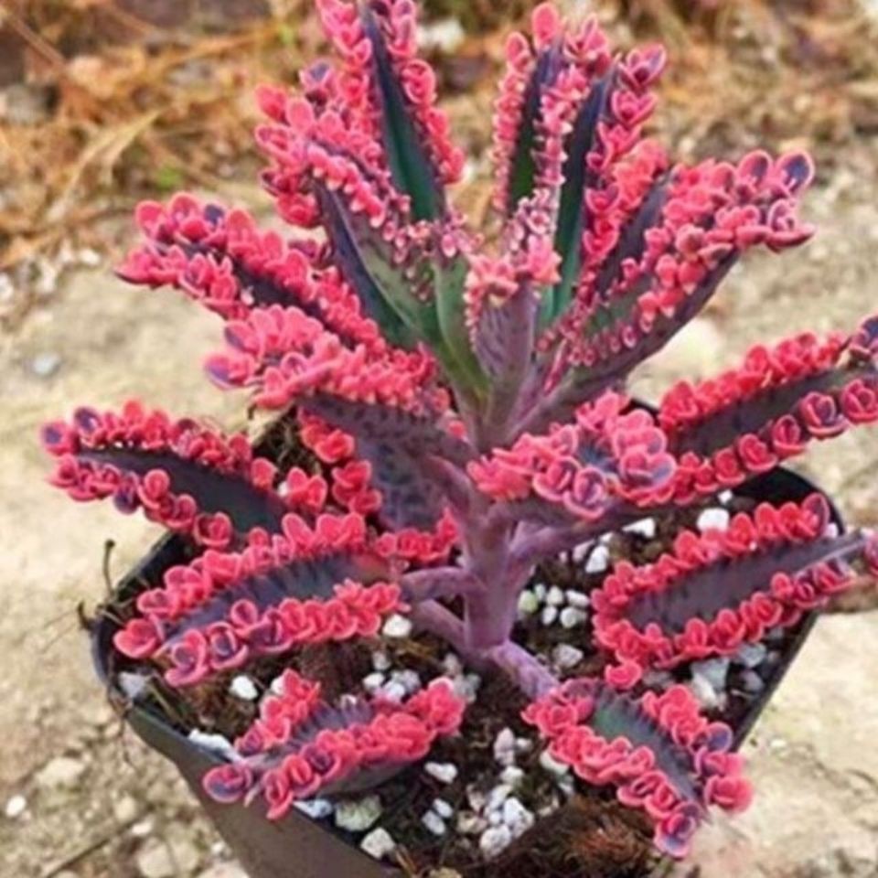 不死鳥錦落地生根多肉植物綠植花卉好養活四大不死鳥肉肉自家大棚 蝦皮購物