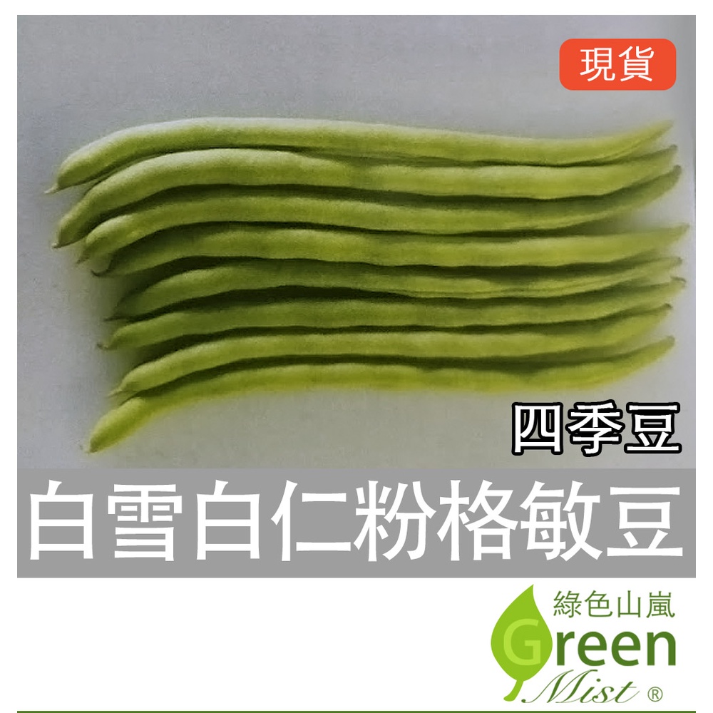 白雪白仁粉格敏豆(20g約100粒種子)  四季豆 蔬菜種子【綠色山嵐】