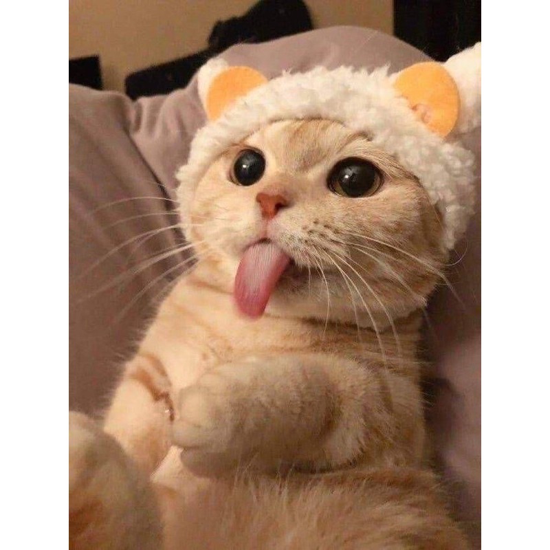 最可愛的貓貓超級可愛的貓貓下單專屬ㄑㄩㄑㄩ 蝦皮購物