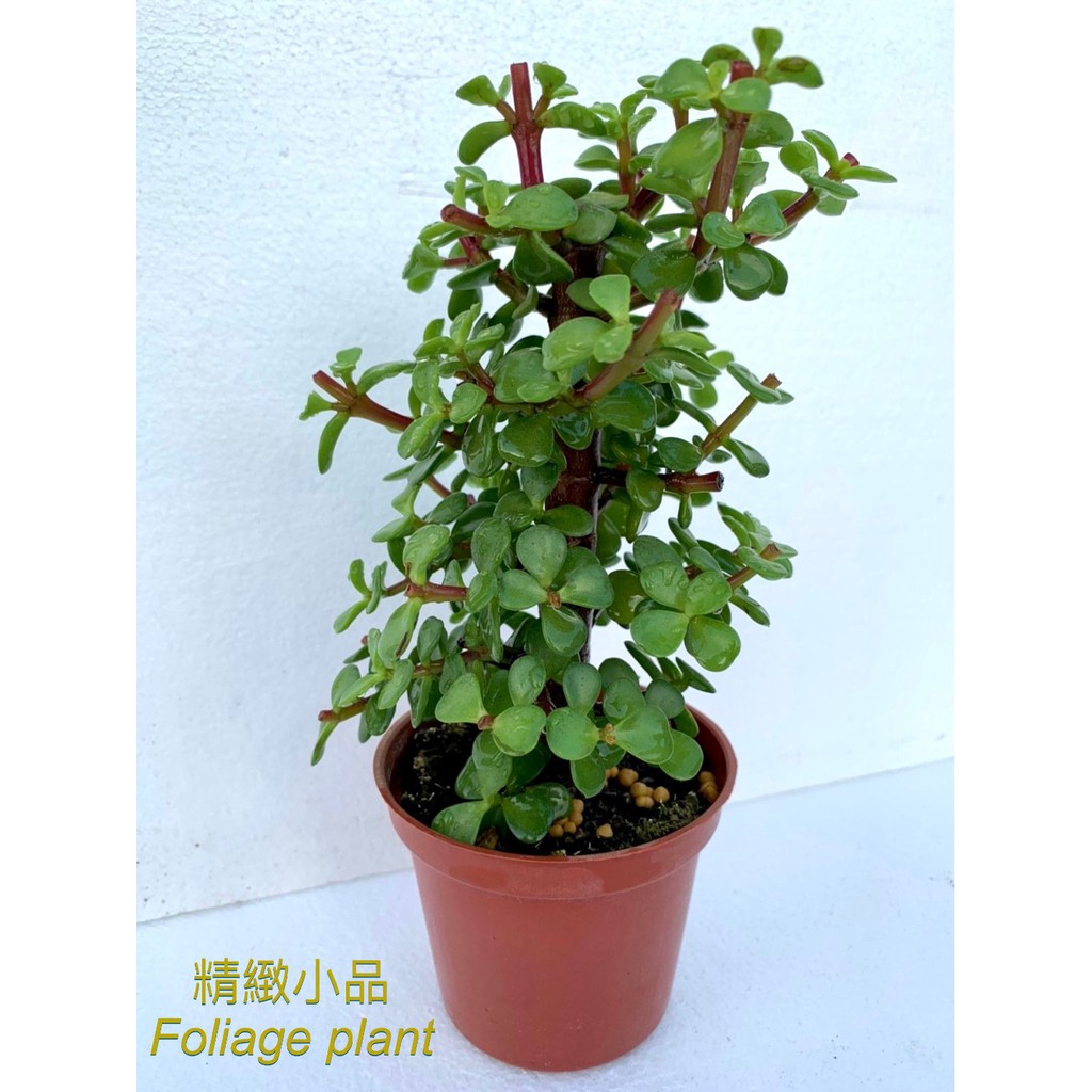 精緻小品 盆栽 銀杏木 觀葉植物 多肉植物 3吋盆