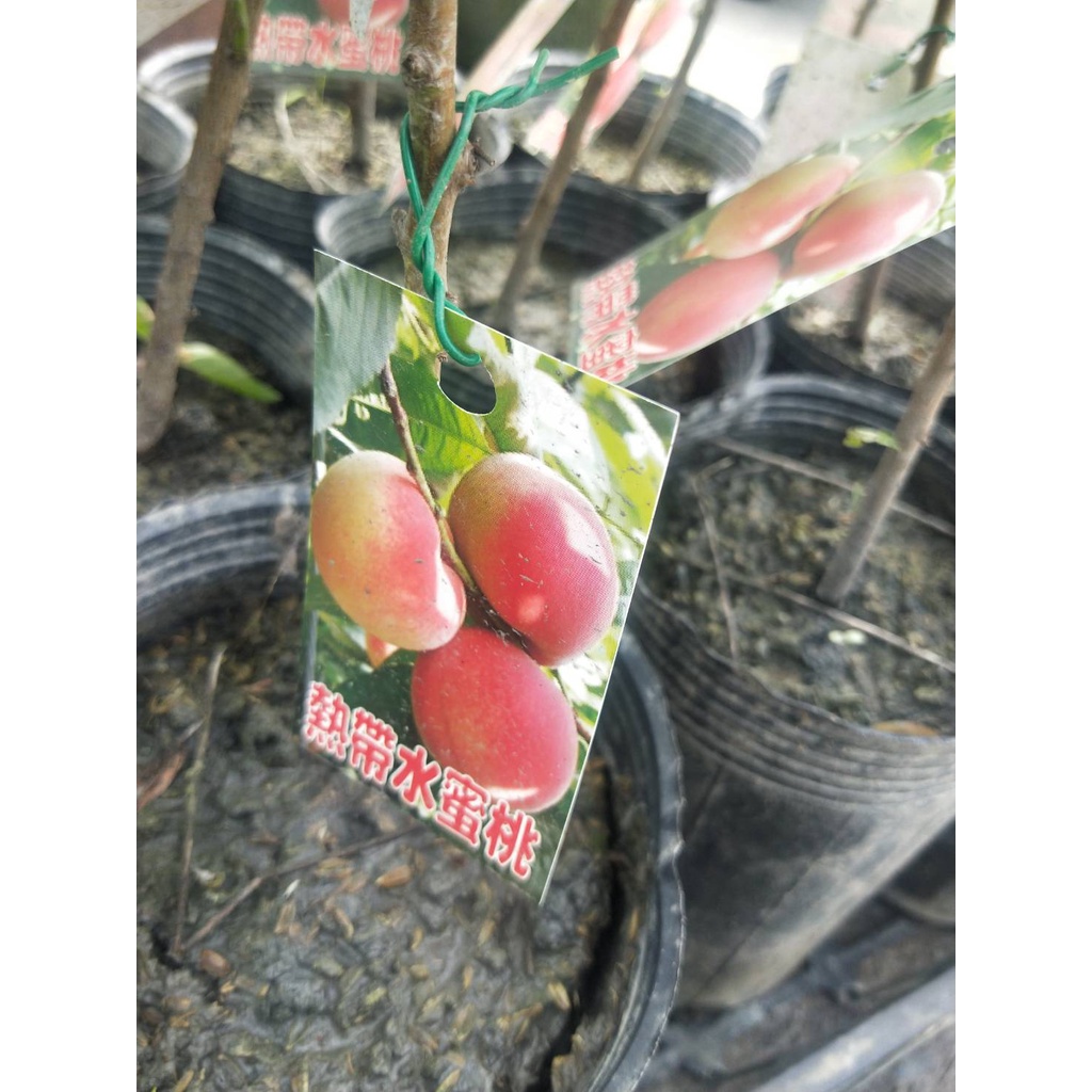 花園植物工坊♥水果苗♥熱帶水蜜桃(嫁接)♥4吋盆♥