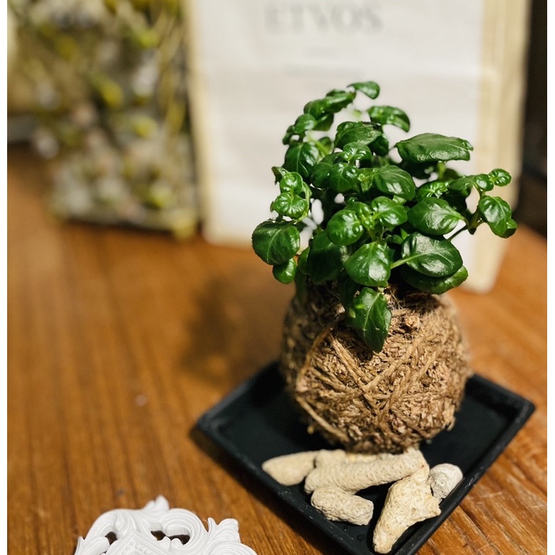 G K我的水苔球花籃 彈簧草水苔球 含花器 懶人植物 辦公室植物 觀葉植物 蝦皮購物