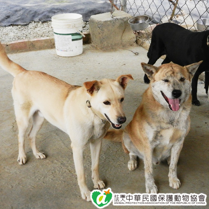 愛心認購 御天犬零食肉乾1包捐贈至保護動物協會 蝦皮公益 購買者本人不會收到商品 0401 蝦皮購物